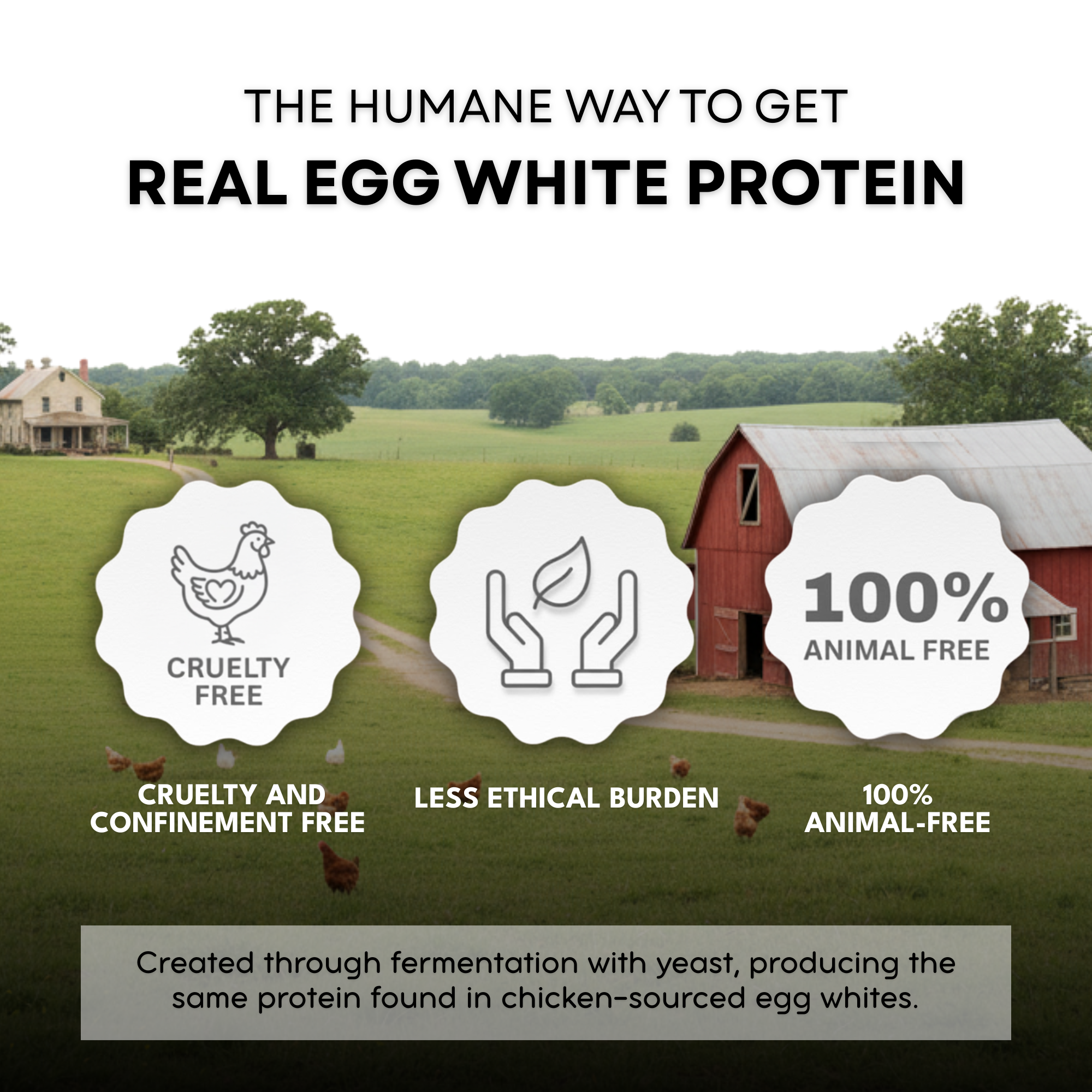 Animal-Free Egg White Protein Powder