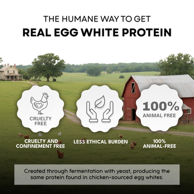 Animal-Free Egg White Protein Powder