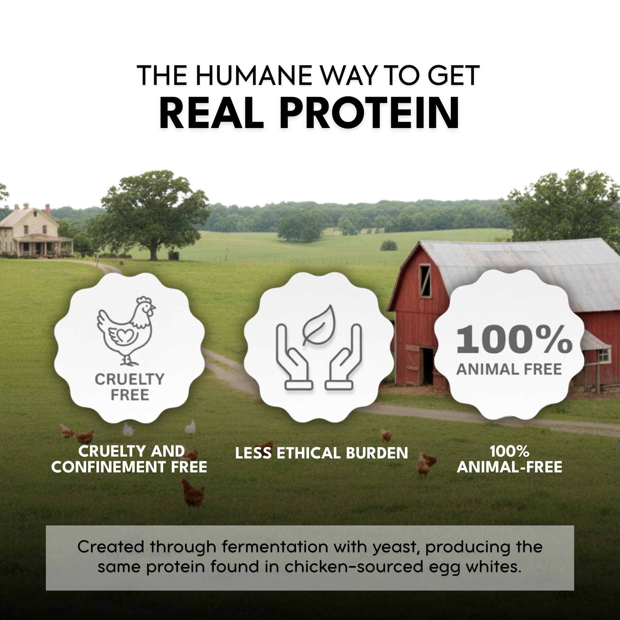 Animal-Free Egg White Protein Powder